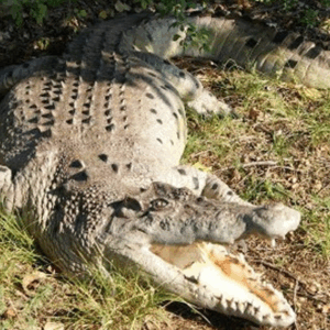 Statue Crocodile