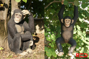 Statue Chimpanzé